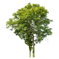 Real trees with green leaves, tree on transparent backgroundTree Isolated on transparent Backgroundand foliage in summer with cut path and alpha channel, high resolution. png