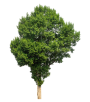 Green trees isolated on transparent background with clipping path and alpha channel high resolution. png