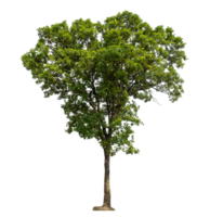 Tree Isolated on transparent Background, tropical tree, high resolution png