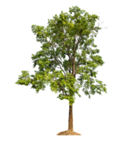 high resolution,green trees and foliage in summer isolated on transparent background with clipping path and alpha channel. png