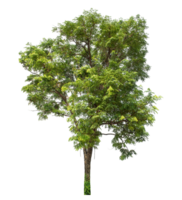 high resolution,Green tree isolated on transparent background with clipping path and alpha channel. png