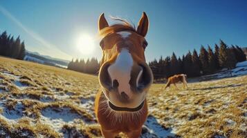 A horse is looking at the camera in a field photo