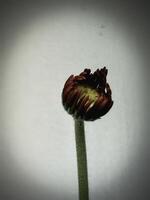 In selective focus of Gerberra bud with yellow pollen and red petals,beautiful flower photo
