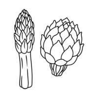 Asparagus and Artichoke Line Art Botanical Illustration for Cookbook Menu or Farm to Table Design vector