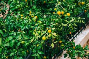 Lush Citrus Tree with Ripe Oranges and Green Leaves photo