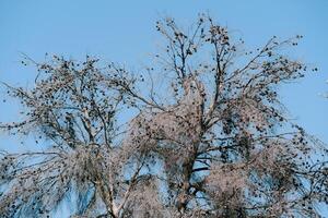 The Leafy Tree Branches Stretching Against a Clear Blue Sky photo