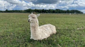 A fluffy white alpaca rests comfortably in a grassy open field under a partly cloudy sky video