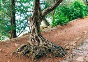 Discover Unique Tree Roots That Line a Serene Pathway photo