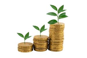 Leaf green plant on save money coins, Business finance saving banking investment. photo