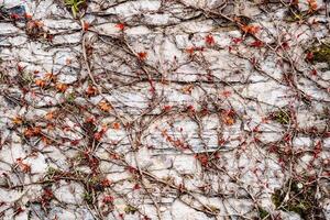 Nature's Art. Vines and Red Leaves on a Rustic Wall photo