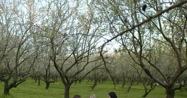 A Beautifully Serene Orchard Scene with Leafless Trees in Springtime Blossoming and Growing video