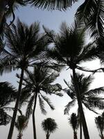 A group of palm trees are seen in the sky photo