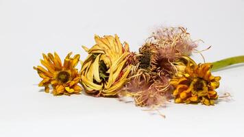 Close-up of withered yellow flowers isolated on white background, photo