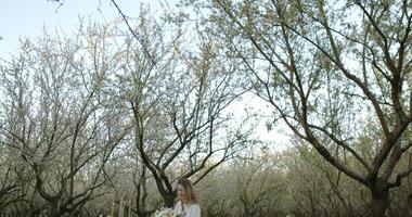 A Beautiful Serene Treescape Surrounded by Soft Spring Foliage in a Lush Environment video