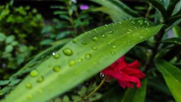 A close-up of water droplets on a green leaf with a red rose in the background. photo