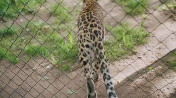 A leopard in a zoo in an enclosure video