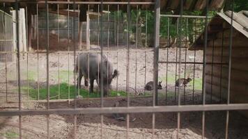 The Boar Lives in the Same Enclosure with Rabbits video