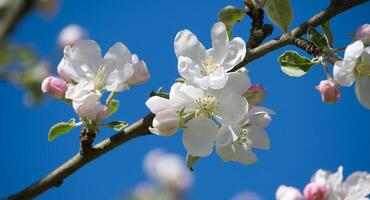 Apple blossoms in full bloom, with white petals and a backdrop of a brilliant blue sky. photo