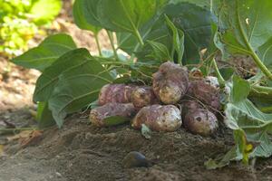 Freshly harvested Jerusalem artichokes with earthy texture displayed on rich soil in garden setting. photo