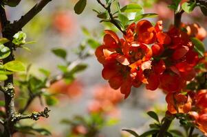 Japanese quince blooming with vibrant orange flowers in spring photo