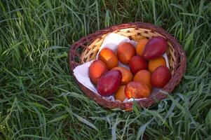 Rustic basket of painted Easter eggs sits nestled in the vibrant green grass. photo