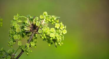 Currant Blossoms on a Branch With Soft Blurred Background photo