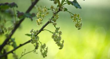 Close-up of delicate currant blossoms in early spring, with a soft green background. photo