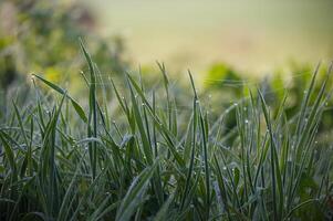 Delicate blades of grass sparkle with morning dew, woven with spiderwebs, a close-up scene. photo