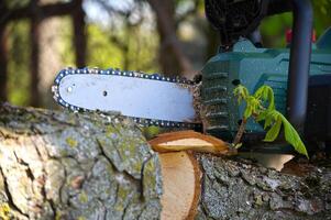 Chainsaw slices through a tree branch, highlighting the power of the wood cutting tool. photo