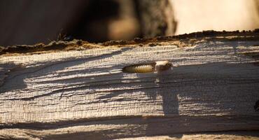 Tiny yellow woodworm larva is seen boring into the side of a weathered log on a bright day. photo