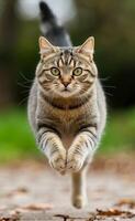 A cat running on the ground with its eyes open photo