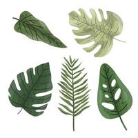 Multiple Tropical Leaves in Green on White Background vector
