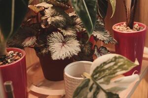 Discover Charming Indoor Plants Elegantly Positioned in Stylish, Decorative Pots for Your Home photo