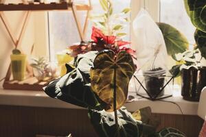 Lush indoor plants by the window bathed in natural light create a cozy atmosphere photo