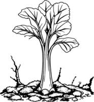 A black and white drawing of a cabbage plant vector