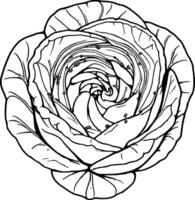 A black and white drawing of a cabbage flower vector