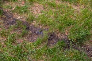 Dark charred marks on lush green grass, indicating a recent fire incident, with patches of burnt earth contrasting against vibrant blades of grass, showcasing nature's resilience and recovery process photo