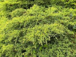 Dense lush green juniper foliage in natural outdoor setting photo