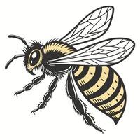 Detailed Illustration of a Honeybee in Flight design vector