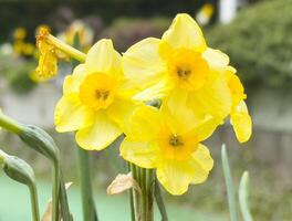 Vibrant yellow daffodils in bloom with soft background photo