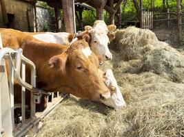 Brown and white cows eating hay in a rustic farm setting surrounded by nature photo