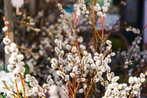 Close-up of blooming willows in natural sunlight photo
