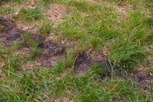 Charred remnants of a small fire on green grass, surrounded by vibrant blades of grass and earthy soil, showcasing the contrast between scorched earth and lush vegetation in a natural setting photo