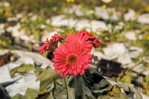 Vibrant red gerbera daisies blooming in a garden setting photo