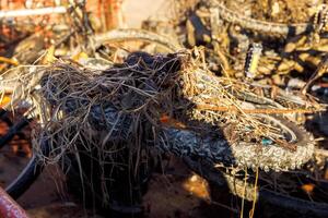 Abandoned bicycles entangled in mud and weeds photo