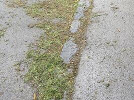 Wet roadside with freshly cut grass and faded pavement line texture photo