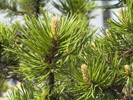 Close-up of lush green pine branches with buds in natural setting photo