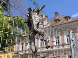 Tree stump on fence in urban setting with historic european architecture photo