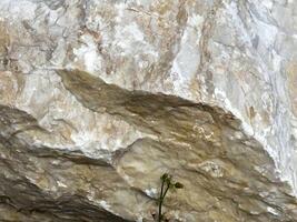 Textured rock surface with small plant growing at base photo