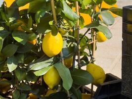 Lemon tree with ripe lemons in sunlit garden on a bright day photo
